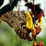 Schmetterling mit Schlangenkopfzeichnung, Mindo, Ecuador