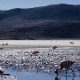 Flamingos_Laguna_2