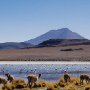 Flamingos_Vicunas_Canapa